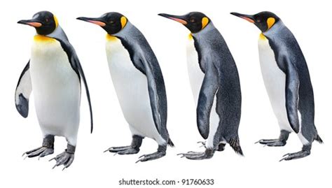 272 Antarctica Four Penguins Images, Stock Photos & Vectors | Shutterstock