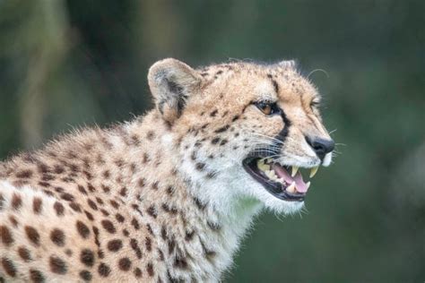 Cheetah - Showing the Teeth Stock Photo - Image of animal, mogo: 236702812