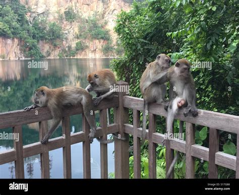 Monkeys in Bukit Timah Nature Reserve, Singapore Stock Photo - Alamy