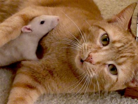 Cat and Rat Are Friends – Cat Daily News