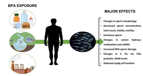 IJMS | Free Full-Text | The Effects of Bisphenol A on Human Male ...