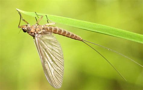 Mayfly Facts & Identification | Go-Forth Pest Control