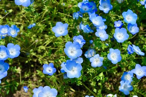 Gardening Secrets: How to Grow Nemophila: news, gardening, flowers, plants care, garden