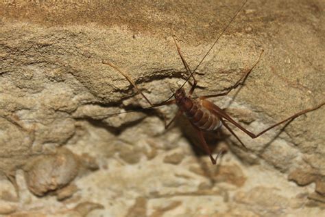 Removing Cave Crickets | Killing Cave Crickets | Doctor Pest