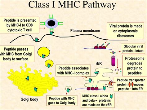 PPT - Antigen Processing and Presentation, Self MHC Restriction ...