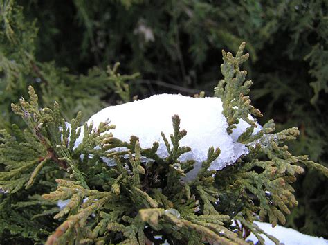 Snow on Cedar Tree Photograph by Richard Mitchell