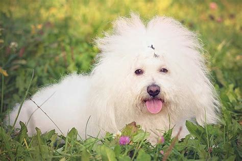 Bolognese dog - Temperament, Lifespan, Shedding, Puppy