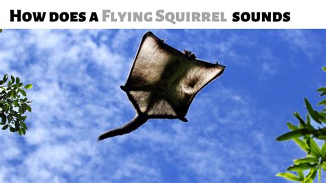 How does a Flying Squirrel sounds - YouTube