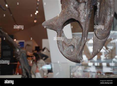 dinosaur skeleton on display inside a museum Stock Photo - Alamy