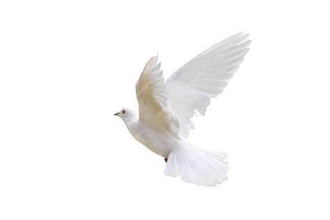 Premium Photo | Beautiful of White dove isolated on a white background