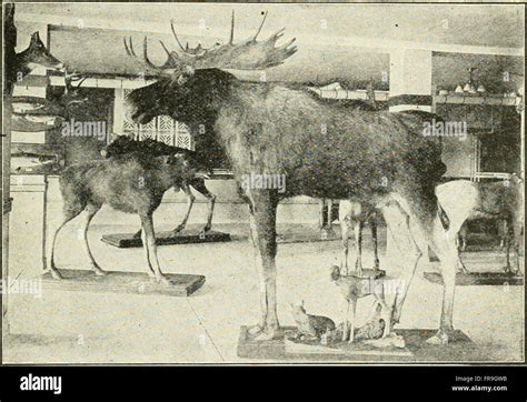 Maine, its history, resources and government (1920 Stock Photo - Alamy