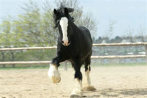 Tallest Horse in the World: Guinness Record