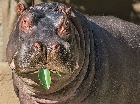 Mysterious baby hippopotamus dies shortly after birth at Dallas Zoo ...