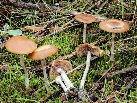 California Fungi: Psilocybe cyanescens