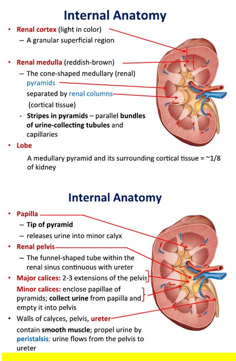 ANP 1107 Study Guide - Fall 2012, - Renal Plexus, Renal Cortex, Urinary Bladder