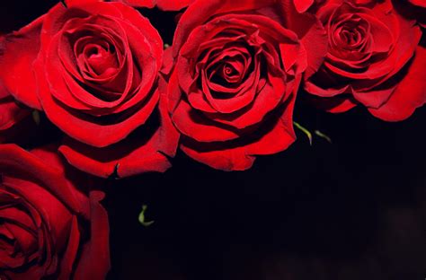 Red Flower Black Backgrounds - Wallpaper Cave