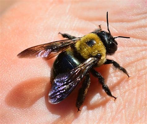 Carpenter Bees Are Nest Building…Again! - Colonial Pest Control