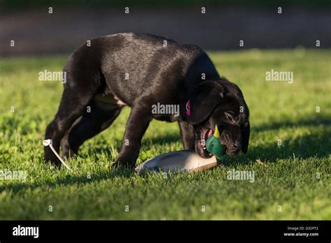 A Black Lab puppy retrieving a training dummy Stock Photo - Alamy