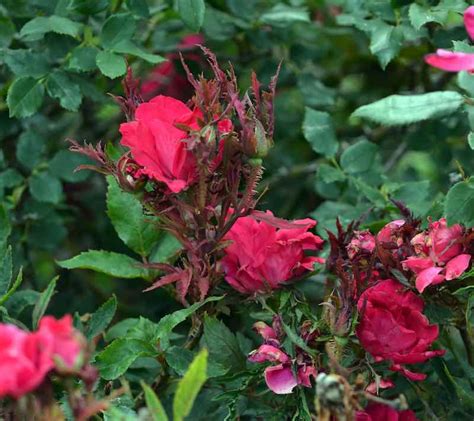 7 Harmful Rose Bush Diseases and How To Cure and Prevent Them ...