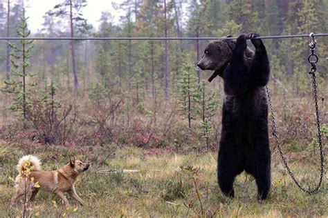 Anger at 'baiting stations' where hunting dogs rip apart wild bears ...