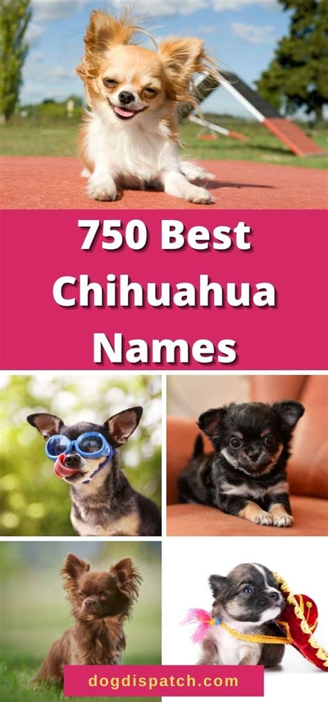 750 Best Chihuahua Names Categorized (Updated 2022) - Dog Dispatch