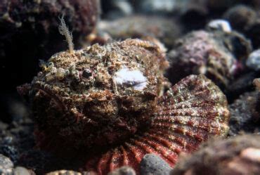 Are Stonefish Dangerous? - American Oceans