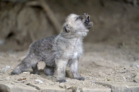 White Wolf : 15 Photos Of Adorable Howling Wolf Pups Will Make Your Day