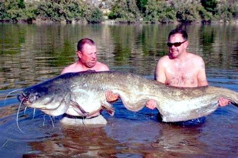 Mekong Giant Catfish – "OCEAN TREASURES" Memorial Library