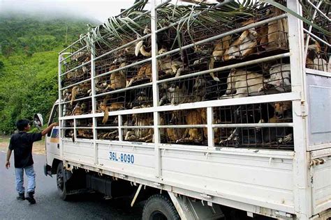 Thriving dog meat trade | The ASEAN Post