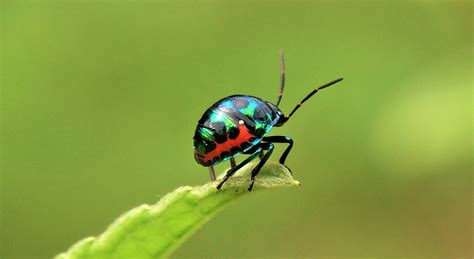 Stink Bugs unique small insects live in the nature of Aceh...photo by Ades — Steemit