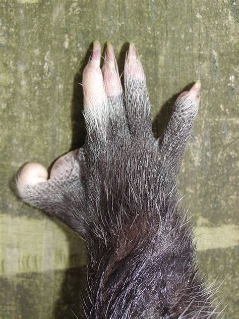 Opossum Foot | Flickr - Photo Sharing!