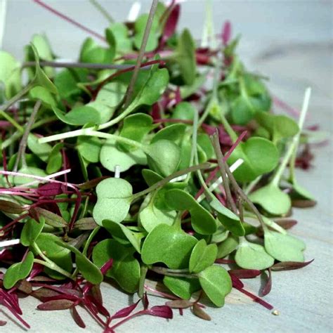 Vegetable / Microgreen Seed