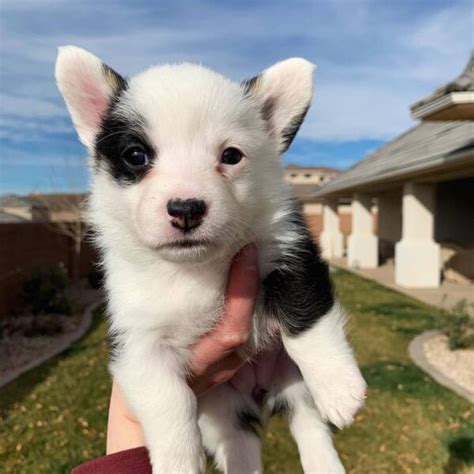 Fluffy corgi puppies/Fluffy corgi puppies for sale/Fluffy corgi puppy