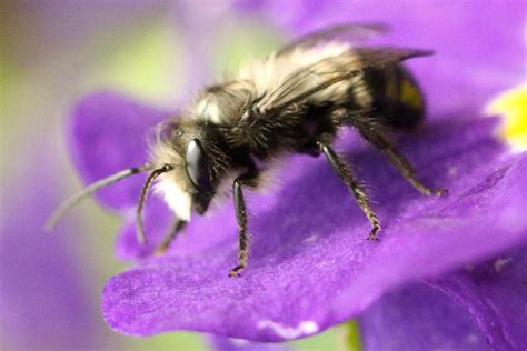 Get It Growing: Spring means Mason Bees | Sequim Gazette