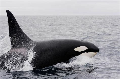 killer whale, orcinus orca, orka, orca, wal, head, fin, animal, zoo, blue, dangerous | Pikist