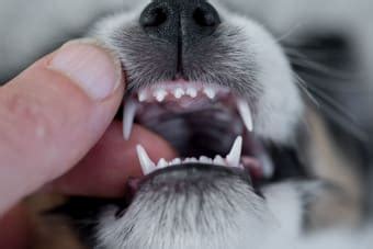 How to Stop and Prevent Periodontal Disease in Dogs