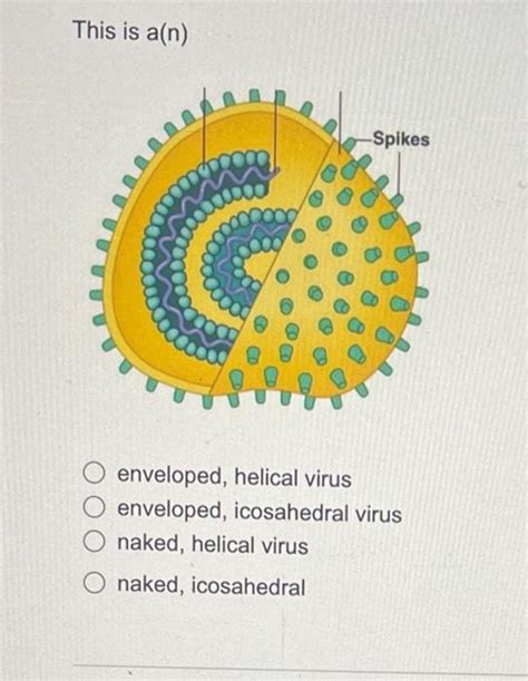 Solved This is \\( a(n) \\) enveloped, helical virus | Chegg.com