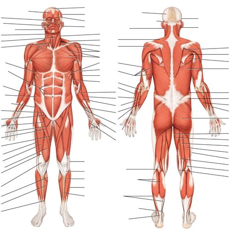 Anterior & Posterior Superficial Muscles Diagram | Quizlet