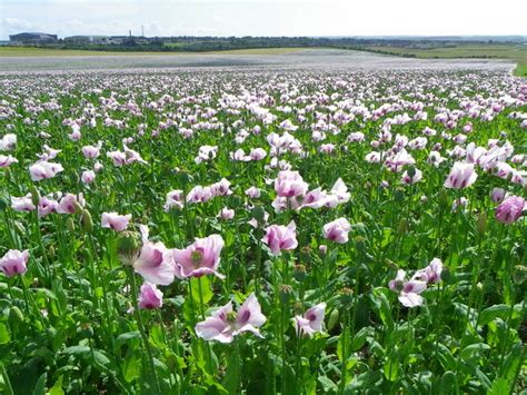 Opium poppies, Earl's Farm Down © Maigheach-gheal cc-by-sa/2.0 :: Geograph Britain and Ireland