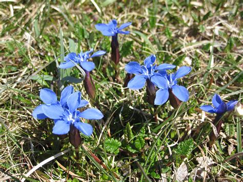 Burren Flowers Photograph by John Quinn - Fine Art America