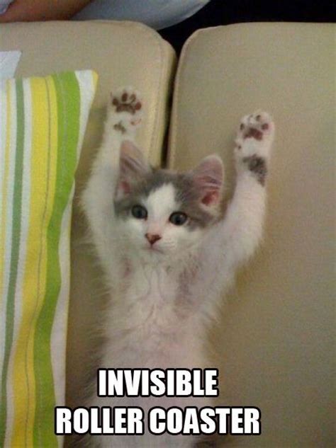 88 best images about Invisible Cats on Pinterest | Cats, A photo and Snowmobiles