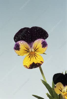 Heartsease flower - Stock Image - B590/1018 - Science Photo Library