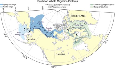 Map showing the seasonal broad distribution ranges of bowhead whales... | Download Scientific ...