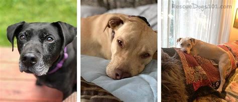 Dog Adoption Stories that Will Make You Smile, Laugh and Cry!