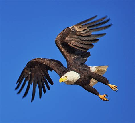 Bald Eagle Flying Wallpaper