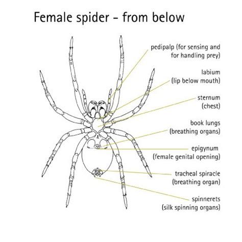 Spider Anatomy Diagram