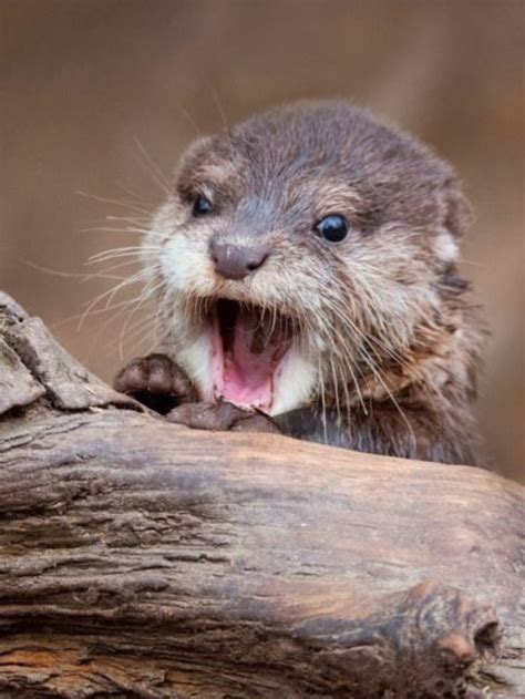 421 best Otters images on Pinterest | Otters, River otter and Adorable animals