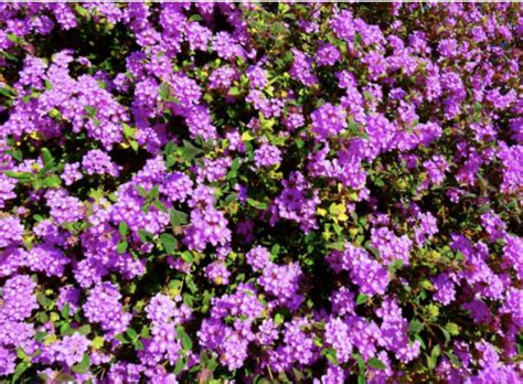 Trailing Lantana Ground Cover