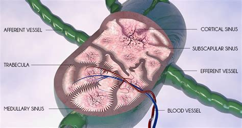 Is Lymph Node Removal with Cancer Surgery Really Necessary?