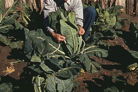 When and How to Blanch Maturing Cauliflower Heads